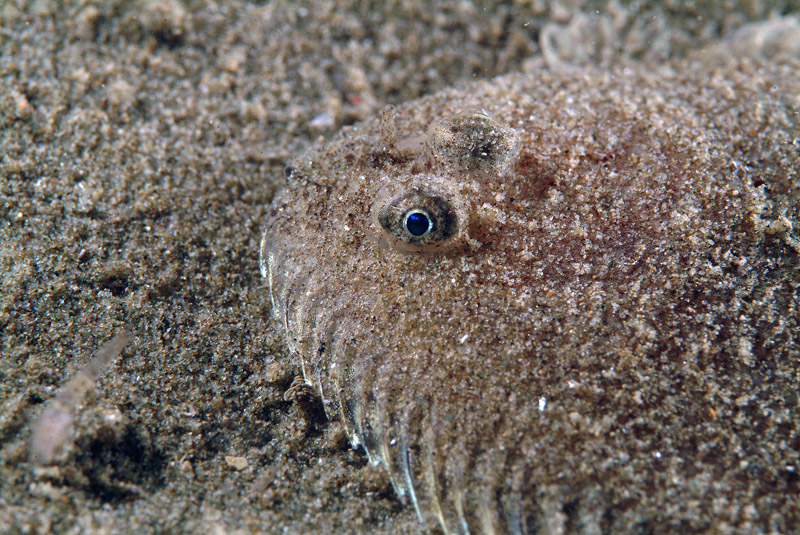 Buglossidium luteum (Risso, 1810)